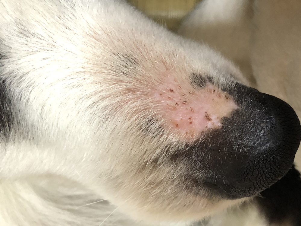 ５歳のボーダーコリーオスですが、 ３日ほど前から犬の鼻が禿げてきました。 もともと肌はピンク色っぽくてうっすら見えていましたが、だんだん赤いブツブツした発疹が見られ、その上に生えてた白い毛も無くなって日に日に禿げてきています。 特別に鼻が痒そうな様子はありません。 ２ヶ月ほど前に繁殖場から保護した子なのでまだよく分かりませんが、普段から身体は痒そうです。 (耳ダニがいたので治療済みです) 写真を添付します。 このような症状で考えられる病気はなんでしょうか？ (３日前くらいに薬用のシャンプーをしたのですが、前に同じシャンプーを使った時はなにも異常はありませんでした。)
