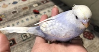 この薄紫色のセキセイインコは何という種類になるのでしょうか 久 Yahoo 知恵袋