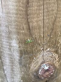 このクモの名前は何ですか 子供といった公園にたくさんいました 白 Yahoo 知恵袋