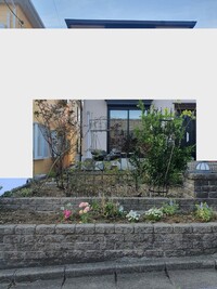 モッコウバラは 鉢植えでオベリスクに誘引して という育て方は無理ですか Yahoo 知恵袋