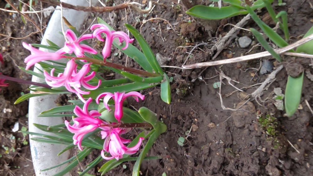 おそらく 植えっぱなしのヒヤシンスだと思うのですが 来年大きな花を咲かせ Yahoo 知恵袋