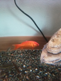 家で飼ってる金魚の背びれが白いんですがこれはなんかの病気ですか それとも Yahoo 知恵袋