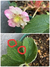 いちごの病気 最近いちごの花が咲いてきましたが 花がピンク色な Yahoo 知恵袋