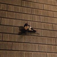 この鳥の名前が知りたいです 最近うちの前によくいるんです Yahoo 知恵袋