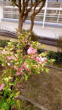 このバラ科と思しき花木の名前を教えて下さい ニワウメに見 Yahoo 知恵袋