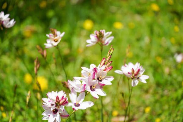 この花の名前と花言葉知りたいです Yahoo 知恵袋