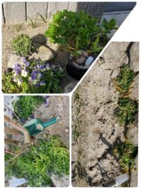 花屋ネモフィラ誕生日4月30日生まれの友人に その日の誕生花のネモフ Yahoo 知恵袋