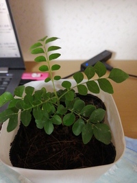 この植物の名前を教えて下さい ダイソーの 大きい観葉植物 Yahoo 知恵袋