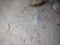 このタコの名前を教えてください 沖縄撮影ウデナガカクレやテナガ Yahoo 知恵袋