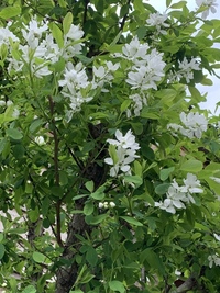 この植物の名前を教えてください 3月末に神奈川県の民家の庭で見 Yahoo 知恵袋