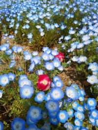 この写真の中の青い花は 何という名前ですか ネモフィラスカイブルー Yahoo 知恵袋