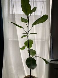 ゴムの木の幹を太くしたいのですが どのように育てたらいいですか 上に Yahoo 知恵袋