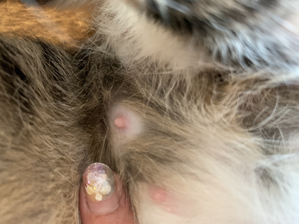 雌猫の妊娠について。雌猫1歳6ヶ月の雌猫の乳首がピンクっぽく今 