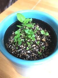 ミントが種から発芽しました 種まき用の土に植えてやっと芽 Yahoo 知恵袋