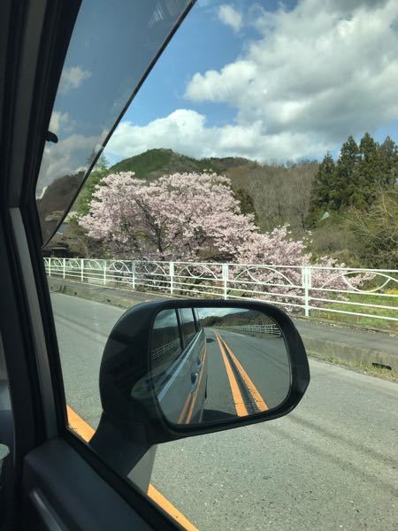 この桜の名前が気になります。 ソメイヨシノよりはピンク色が濃く陽光よりは薄い感じです。花の咲き方も5個くらいの集団が密集したような咲き方でとても綺麗で自宅にも植えたいなと考えています。