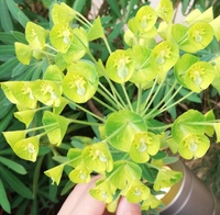 変な植物を見つけました これはなんでしょうか ユーフォルビア カラ Yahoo 知恵袋