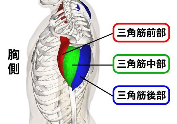 ディップスが原因なのか知らないけど写真の三角筋中部か後部辺りの筋肉 がチ Yahoo 知恵袋