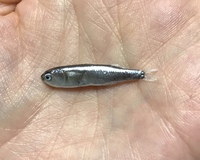 よく泳がせ釣りはアジを使いますがアジが釣れやすいからなのでしょうかア Yahoo 知恵袋