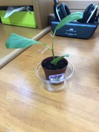 観葉植物について フィカスをかいました 店頭で並んでいて一目惚れして Yahoo 知恵袋