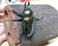 Youtubeでたまに削除防止のために早送りしたりピッチあげたりして Yahoo 知恵袋