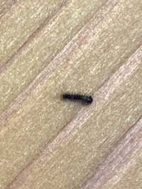 この虫なんでしょう ゴマ粒くらいの大きさで 室内にいて何十匹もいました Yahoo 知恵袋