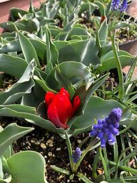 チューリップが咲いたのですが茎が伸びず直ぐに花が着いていまいました 原因 Yahoo 知恵袋