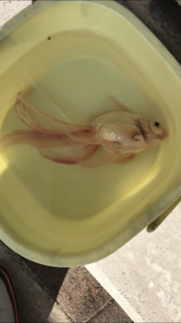 金魚 丹頂 の尾びれに赤い筋がではじめ心配しています 金魚を飼い始めて3 Yahoo 知恵袋