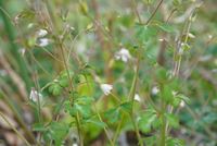 この花の名前が知りたいのですが わかる方いませんか 小さ Yahoo 知恵袋