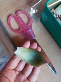 多肉植物のピンクシャンペーンの葉なのですが こんなに大きな葉でも葉挿しで Yahoo 知恵袋