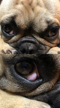 犬の目の白い部分がゼリー状 になっている 今日 ふと見てみたらうちのポメ Yahoo 知恵袋