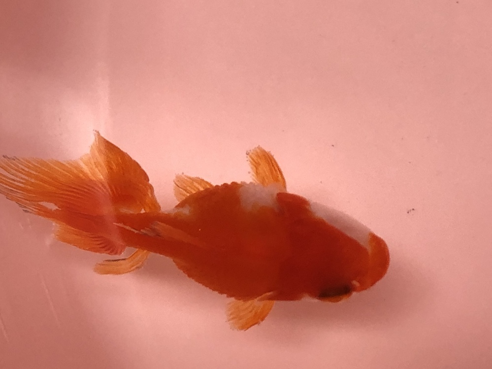 これって松かさ病でしょうか 今朝他の金魚にいじめられて弱ってい Yahoo 知恵袋