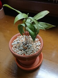 この観葉植物 ナギ は順調に生えていますでしょうか 3月 Yahoo 知恵袋