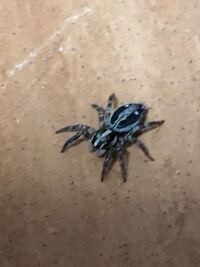 この蜘蛛ってチャスジハエトリですかね チャスジハエトリですね Yahoo 知恵袋