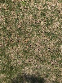 庭の芝生に最近 鳥がやって来ていつも芝生を突いています 何かを食べ Yahoo 知恵袋