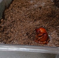 カブトムシの幼虫がサナギになったようなのですが 半身土から出てしまってい Yahoo 知恵袋