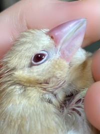 先月お迎えしたシナモン文鳥の雛の嘴の色が昨晩から 少し紫かかって白く お Yahoo 知恵袋