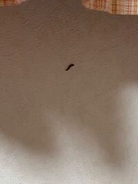 赤茶色で５ くらいの細長い虫は何という虫でしょうか 毎年 夏頃に絨毯の間から Yahoo 知恵袋