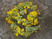 なばな 花がさいてしまった 食べられる