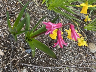 このピンク色の花の名前 分かる方いたら教えてください 水仙の Yahoo 知恵袋