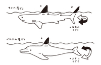 魚 サメ等も の尾びれは縦になっているのにイルカや鯨の動物系は Yahoo 知恵袋