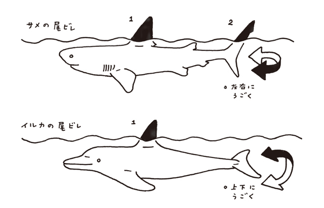 マグロの尾ひれとイルカの尾ひれ どちらが効率よいですか メリッ Yahoo 知恵袋