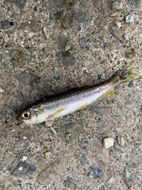 綺麗な山奥の川でこんな魚が釣れました オイカワという魚かカワムツと Yahoo 知恵袋