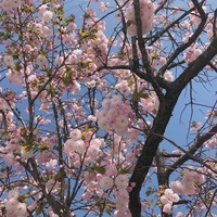 この花って何ですか ラベンダー Yahoo 知恵袋