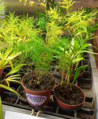 こちらのアスパラガスミリオクラダスに苔を乗せて育てたいのですが 全く Yahoo 知恵袋