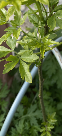 ホオズキと フウセンカズラって 同じ植物でしょうか 違うなら 簡単でいいので Yahoo 知恵袋