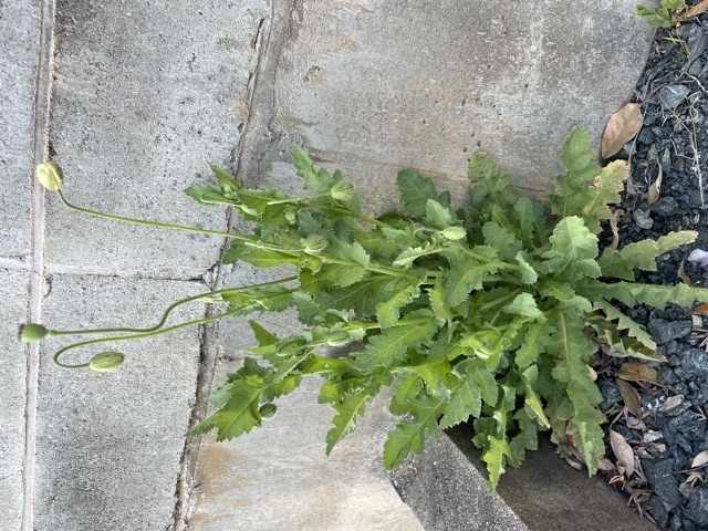 これは違法なケシですか 近所に生えてました Yahoo 知恵袋