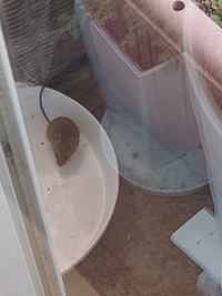 ベランダにいたネズミ 目の前が田んぼで 日中掘り起こしていたの Yahoo 知恵袋