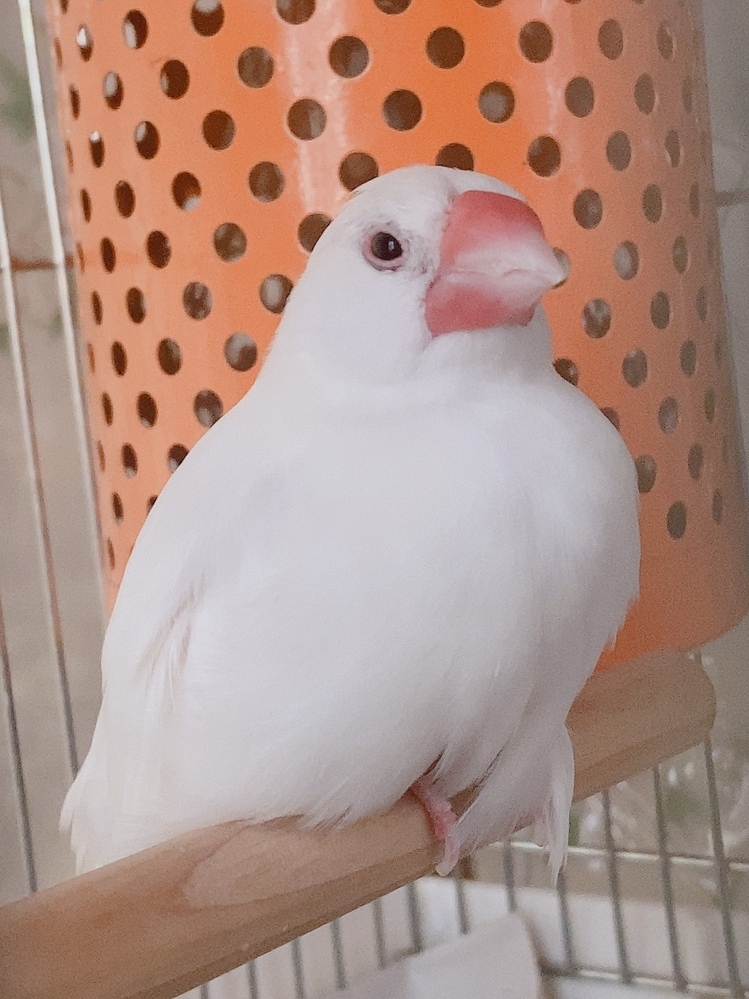 文鳥の換羽がいつもよりつらそうです 病院には最近いって健 Yahoo 知恵袋