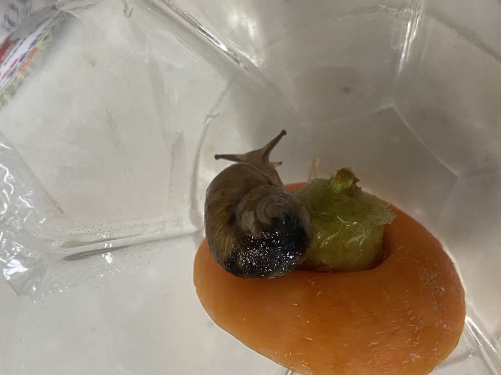 2年ほど前に小松菜についてた赤ちゃんカタツムリを飼育してますが Yahoo 知恵袋