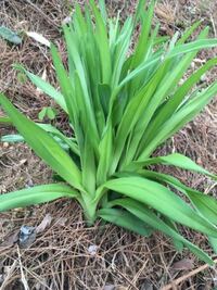 山菜にお詳しい方 教えて下さい こちらはカンゾウでしょうか Yahoo 知恵袋